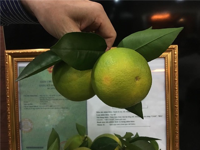 vải thiều, cam lục ngạn, bưởi lục ngạn, dân lục ngạn thu tiền tỷ