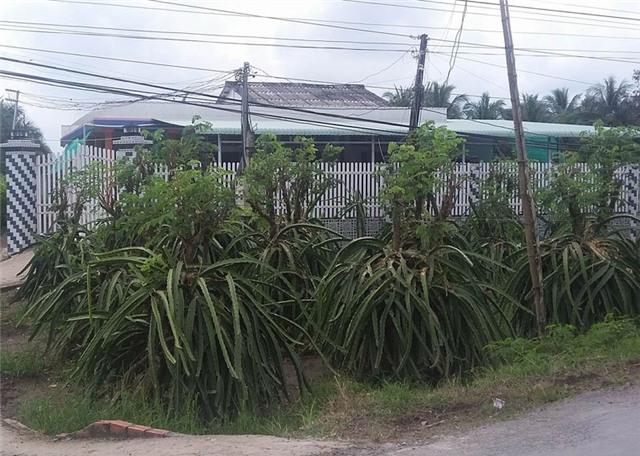 bể hụi, uống thuốc sâu, tử vong