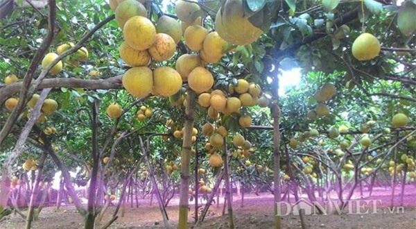 Vua bưởi xứ Mường, vườn bưởi vạn quả, bưởi cháy hàng trước tết, bưởi hòa bình cháy hàng, vườn bưởi khủng ở hòa bình, cây bưởi trăm quả, bưởi đỏ, bưởi xanh