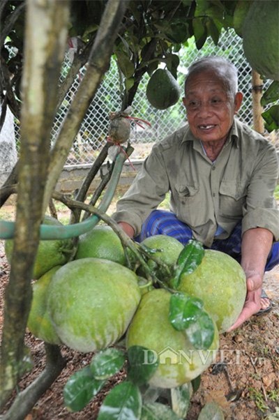 Vua bưởi xứ Mường, vườn bưởi vạn quả, bưởi cháy hàng trước tết, bưởi hòa bình cháy hàng, vườn bưởi khủng ở hòa bình, cây bưởi trăm quả, bưởi đỏ, bưởi xanh