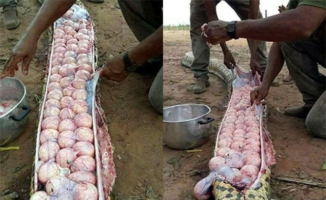 Ngỡ tưởng rắn ăn mất gia súc, người dân làng mổ bụng rắn và phát hiện ra điều bất ngờ - Ảnh 1.