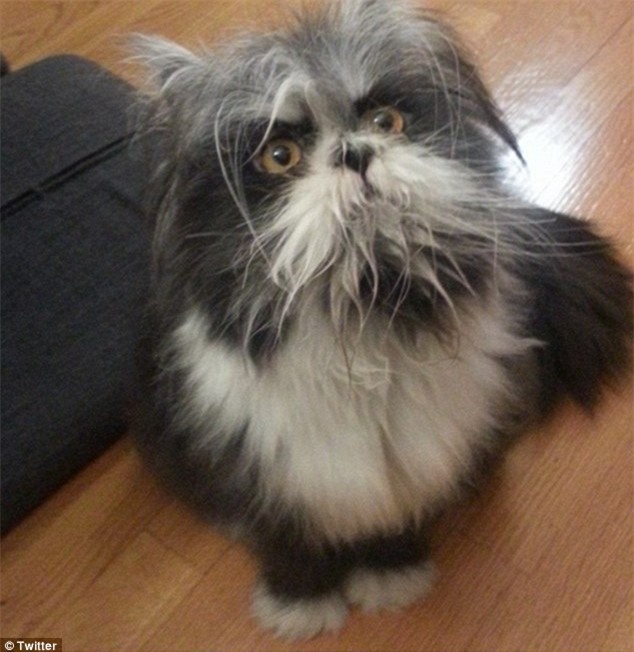 Cư dân mạng cãi nhau ỏm tỏi vì không biết con vật lắm lông này là chó hay mèo - Ảnh 1.