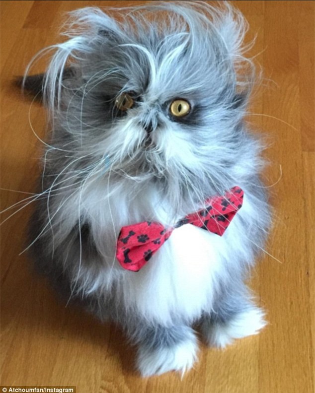 Cư dân mạng cãi nhau ỏm tỏi vì không biết con vật lắm lông này là chó hay mèo - Ảnh 2.