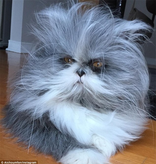 Cư dân mạng cãi nhau ỏm tỏi vì không biết con vật lắm lông này là chó hay mèo - Ảnh 4.