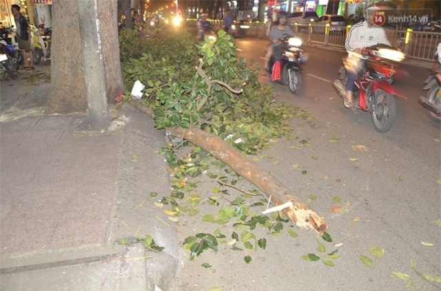 Cây gãy đè trúng đôi vợ chồng cùng con nhỏ giữa trung tâm Sài Gòn - Ảnh 1.
