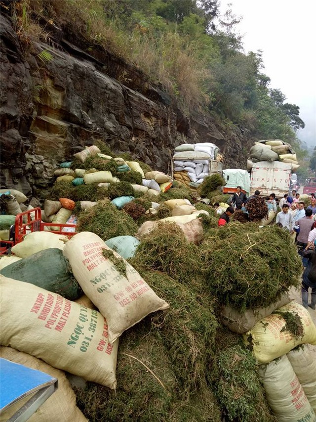 Dân đổ xô vào rừng đào cây dương xỉ bán sang Trung Quốc