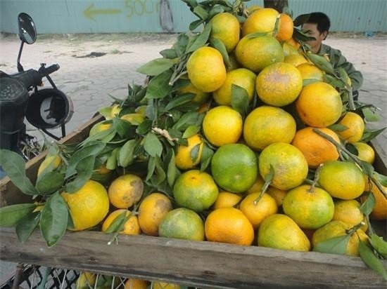 Hoa quả Tàu 6 - 10 ngàn/kg, dấu vết cảnh báo dính độc