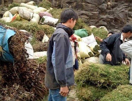 Sự thật sau tin đồn thương lái Trung Quốc ồ ạt mua gom cây thông đất