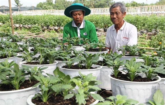 hoa kieng moi, la, doc dao ra thi truong dip tet hinh anh 1