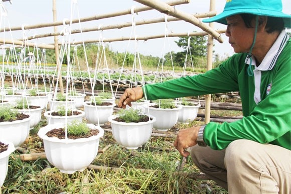 hoa kieng moi, la, doc dao ra thi truong dip tet hinh anh 2