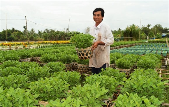 hoa kieng moi, la, doc dao ra thi truong dip tet hinh anh 3