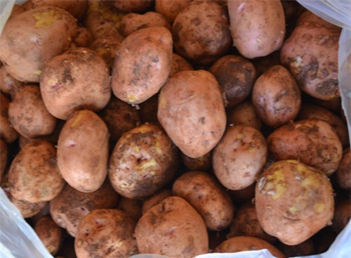 Mùa đông, chọn rau củ nào an toàn, tránh nhầm hàng Tàu?