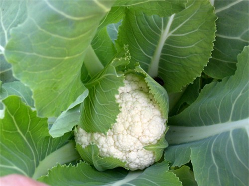 Mùa đông, chọn rau củ nào an toàn, tránh nhầm hàng Tàu?