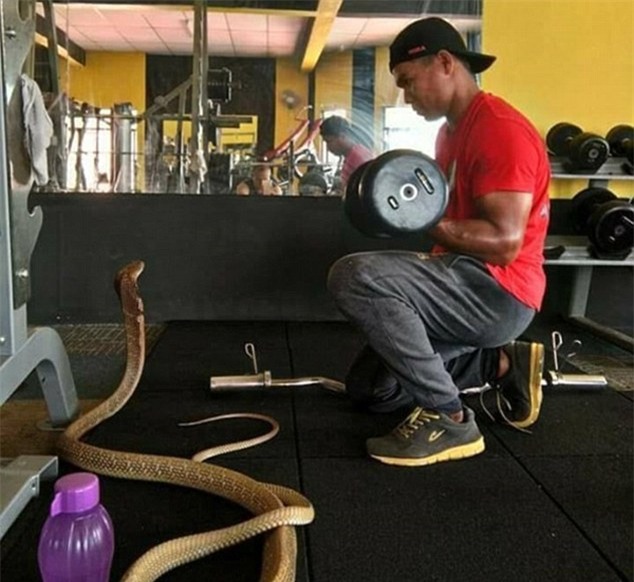 chang trai cuoi ran ho mang khong lo lam vo hinh anh 3