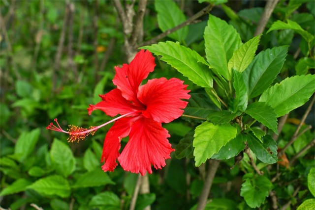 Xưa trồng làm hàng rào, giờ cây hoa này được tin để bảo vệ mạch máu, trị huyết áp cao - Ảnh 1.