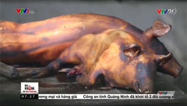 Phù phép lợn chết 200 nghìn/con thành lợn Mán siêu lợi nhuận 120 nghìn/kg