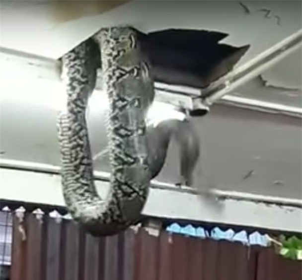 Đang ăn tối ở nhà hàng bỗng thấy rắn khổng lồ trên đầu - Ảnh 1.