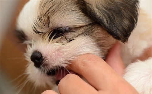 Sai lầm nuôi chó khiến chó hung dữ - ảnh 2