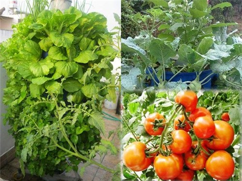 'Chàng trai sợ chết sớm' dạy cách trồng rau sạch dễ như ăn kẹo