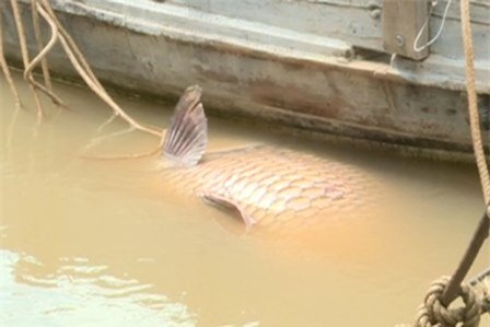 Bắt được cá hô vàng nặng gần 130kg, bán hơn 300 triệu đồng