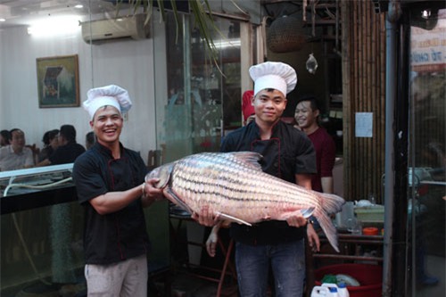'Tứ quý' cá khủng từ sông Mê Kông 'bơi' về Hà Nội