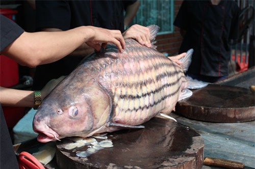 'Tứ quý' cá khủng từ sông Mê Kông 'bơi' về Hà Nội