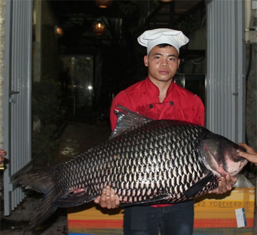'Tứ quý' cá khủng từ sông Mê Kông 'bơi' về Hà Nội