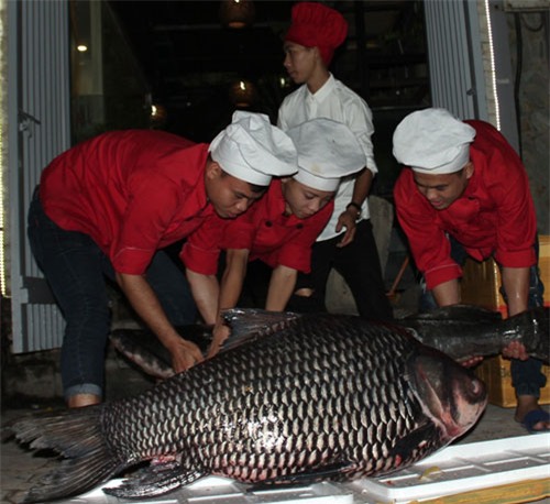 'Tứ quý' cá khủng từ sông Mê Kông 'bơi' về Hà Nội