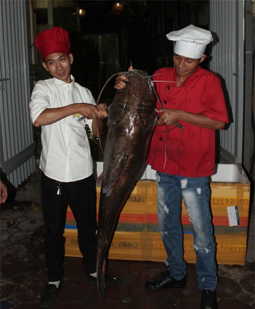 'Tứ quý' cá khủng từ sông Mê Kông 'bơi' về Hà Nội