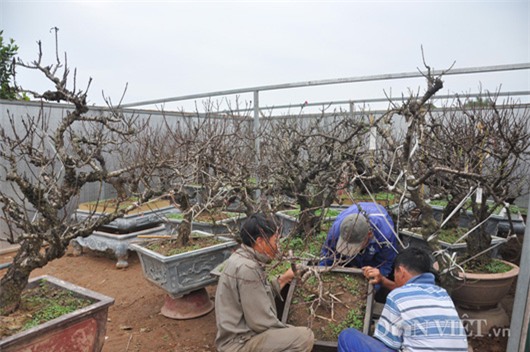 Đào tiến vua chưa ra hoa được đại gia Hà Nội bỏ nghìn đô 'mua đứt'