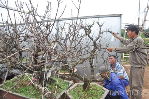Đào tiến vua chưa ra hoa được đại gia Hà Nội bỏ nghìn đô 'mua đứt'