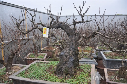 Đào tiến vua chưa ra hoa được đại gia Hà Nội bỏ nghìn đô 'mua đứt'