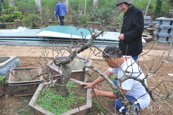 Đào tiến vua chưa ra hoa được đại gia Hà Nội bỏ nghìn đô 'mua đứt'