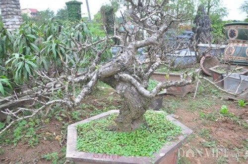Đào tiến vua chưa ra hoa được đại gia Hà Nội bỏ nghìn đô 'mua đứt'
