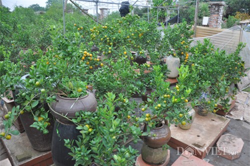 Đào tiến vua chưa ra hoa được đại gia Hà Nội bỏ nghìn đô 'mua đứt'