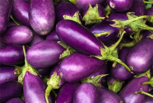 Tác dụng chữa bệnh không thể tin nổi của cà dái dê - Ảnh 2.