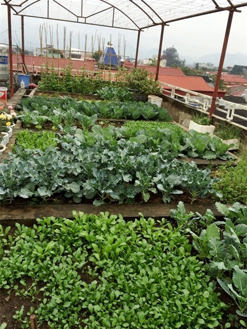 vuon rau san thuong 170m2 chen chuc rau, hoa, qua ruc ro cua me viet - 5