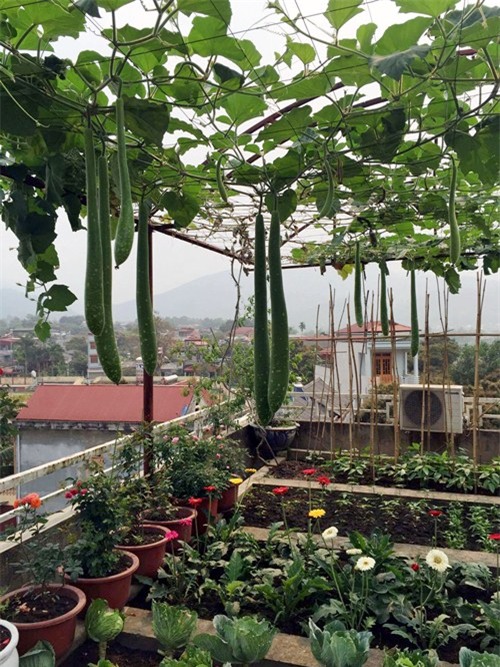 vuon rau san thuong 170m2 chen chuc rau, hoa, qua ruc ro cua me viet - 6