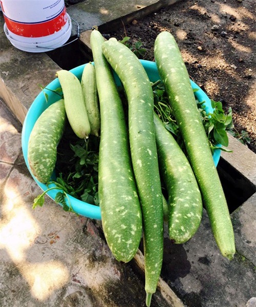 vuon rau san thuong 170m2 chen chuc rau, hoa, qua ruc ro cua me viet - 7