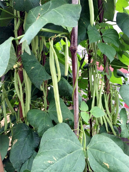 vuon rau san thuong 170m2 chen chuc rau, hoa, qua ruc ro cua me viet - 8