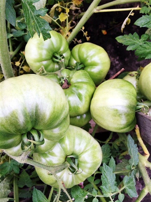 vuon rau san thuong 170m2 chen chuc rau, hoa, qua ruc ro cua me viet - 9