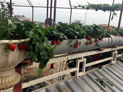 vuon rau san thuong 170m2 chen chuc rau, hoa, qua ruc ro cua me viet - 12