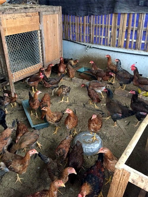 vuon rau san thuong 170m2 chen chuc rau, hoa, qua ruc ro cua me viet - 16