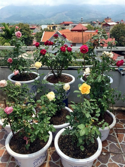 vuon rau san thuong 170m2 chen chuc rau, hoa, qua ruc ro cua me viet - 18