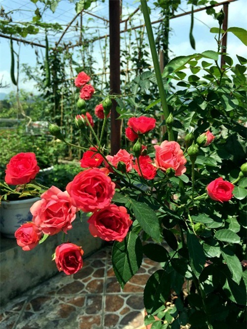 vuon rau san thuong 170m2 chen chuc rau, hoa, qua ruc ro cua me viet - 19