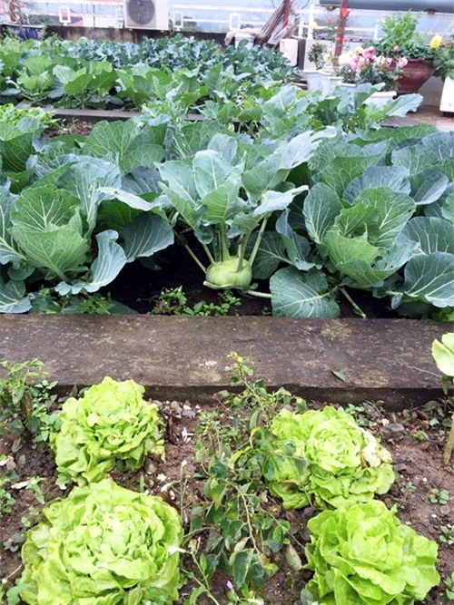 vuon rau san thuong 170m2 chen chuc rau, hoa, qua ruc ro cua me viet - 2