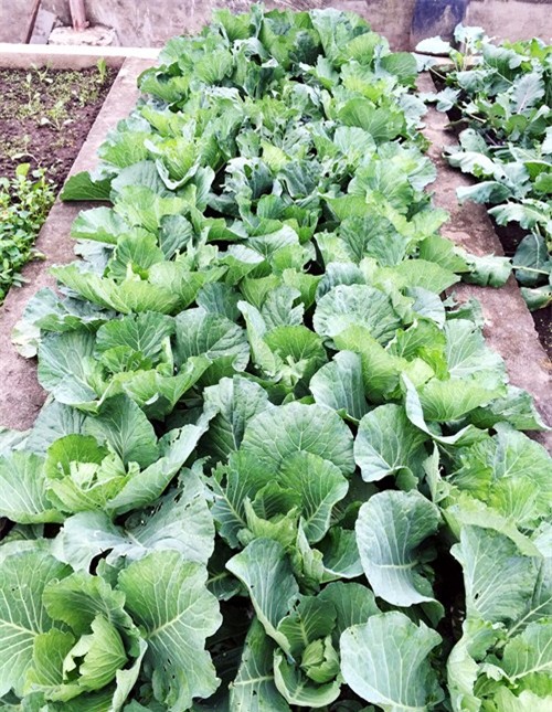 vuon rau san thuong 170m2 chen chuc rau, hoa, qua ruc ro cua me viet - 3