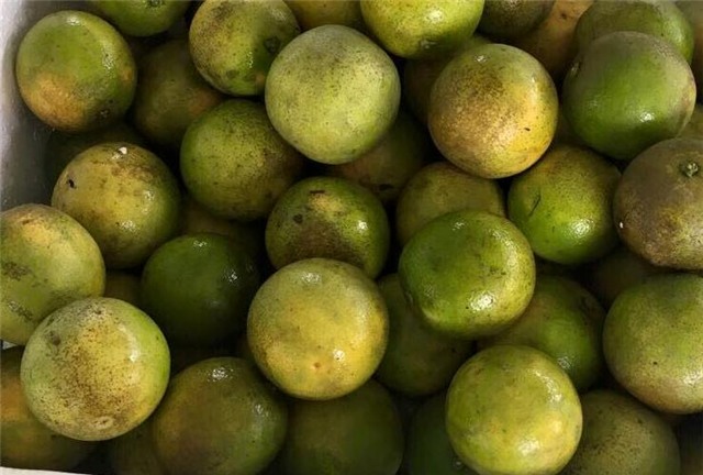 Một tháng buôn cam, chị gái công sở lãi 100 triệu tiêu Tết