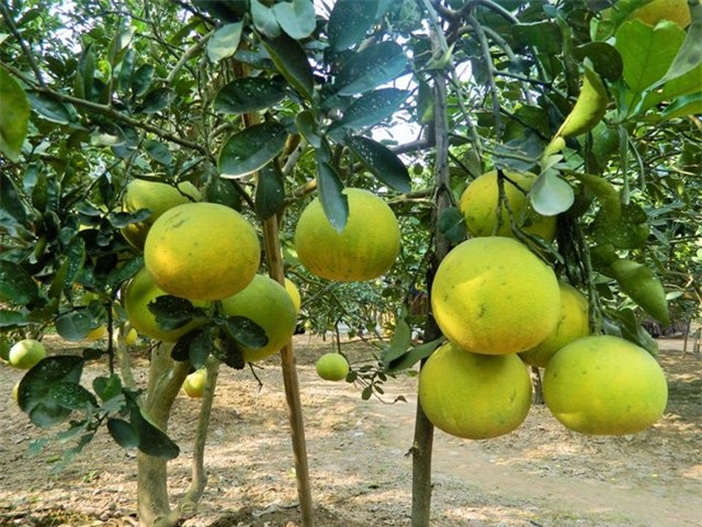 Bưởi Diễn được mùa, người dân kiếm tiền tỷ