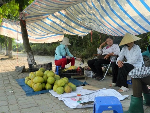 Bưởi Diễn được mùa, người dân kiếm tiền tỷ